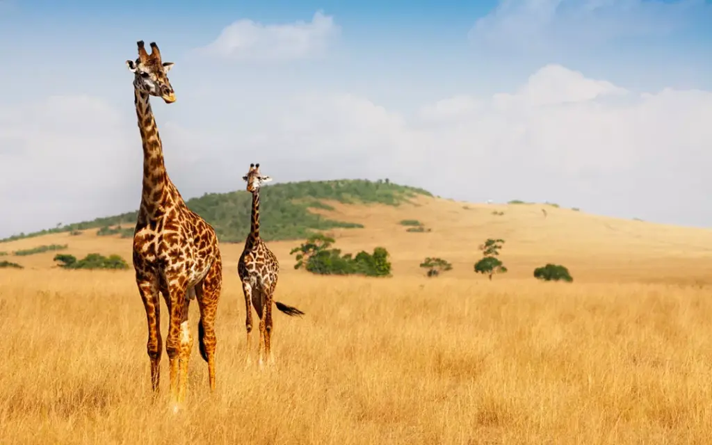 Luxury Tented Camps vs. Budget Lodges in South Africa: A Comprehensive Comparison